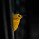 Wildlife Voluntourism: Ethical Animal Encounters Guide