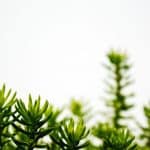 Holistic Approaches to Career Resilience and Adaptability