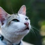 Designing Careers That Breathe with Authentic Personal Vision