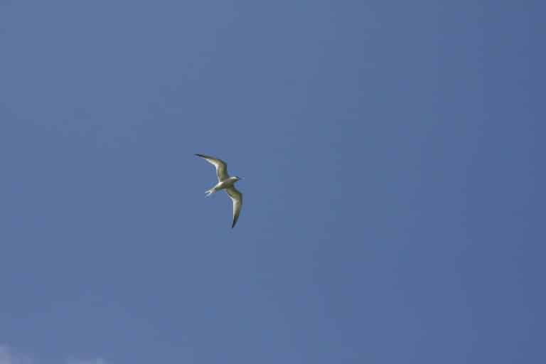 The Ultimate Guide to Psychological Resilience Through Global Exploration